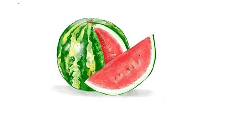 drawing  watermelon  gjp drawize gallery