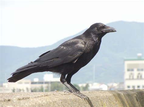 carrion crow jpg wikipedia