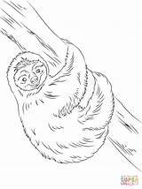 Sloth Colorear Perezoso Faultier Paresseux Sloths Perezosos Supercoloring Coloriages sketch template
