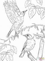 Coloring Robins Pages American Two Printable Thrush Print Drawing Categories sketch template