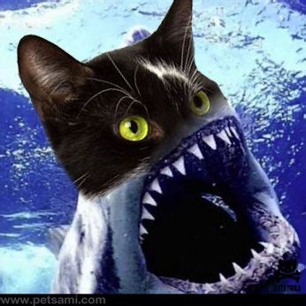 shark cat  cats funny animals animals