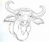 Buffalo African Getcolorings sketch template