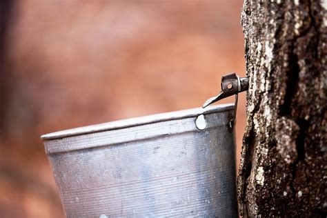 tapping trees  maple syrup means spring    farm