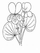 Coloring Pages Violet Flower Printable Recommended sketch template