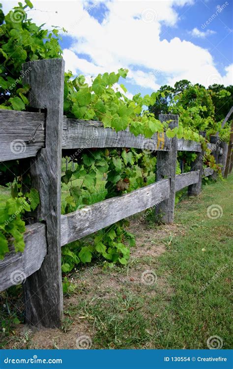 grape vines  fence stock images image