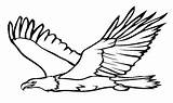 Bald Aguila Coloriage Aves sketch template