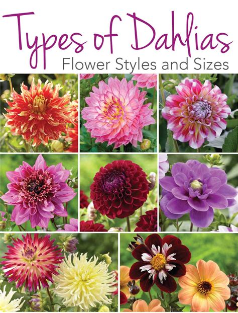 dahlias flower styles  sizes longfield gardens