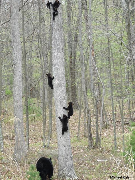 Incredible Photo Captures Mama Bear Sending Her 5 Cubs Climbing Up A