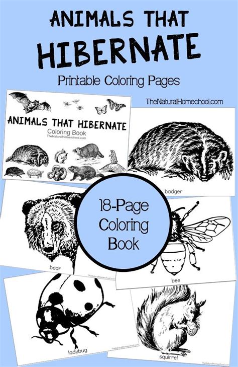animals  hibernate  winter printable coloring book  natural