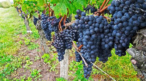 merlot  champion  blends     grape variety profile britt  forbes