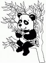 Panda Coloriages Coloringhome sketch template