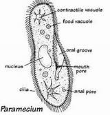 Paramecium Amoeba Biology Functions Membrane Protists Paramecia Bacteria Passnownow sketch template