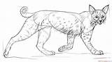 Bobcat Draw Drawing Step sketch template