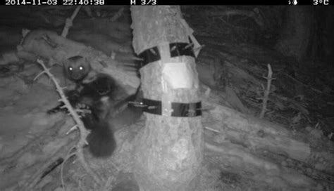 trail cam captures rare glimpses of california s only