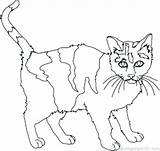 Cat Coloring Pages Scary Getcolorings Getdrawings sketch template