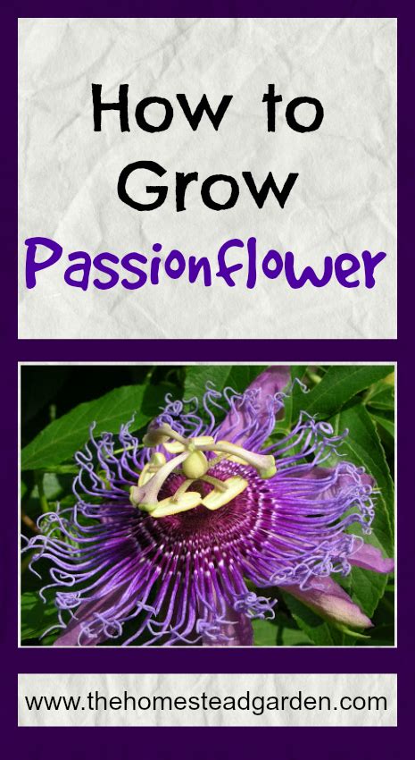How To Grow Passionflower The Homestead Garden Passion Flower