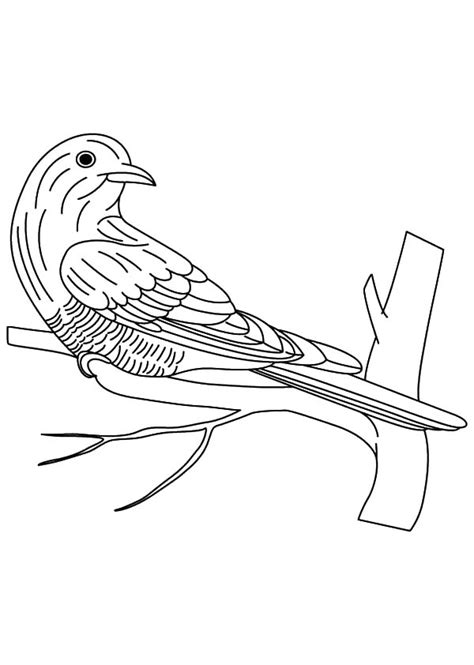 asian emerald cuckoo bird coloring pages coloring sky
