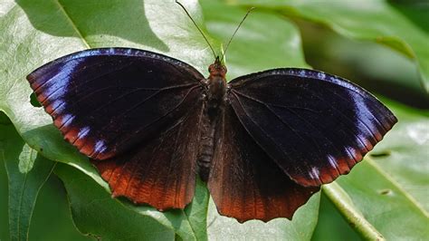 asian butterfly populations show  mimicry patterns