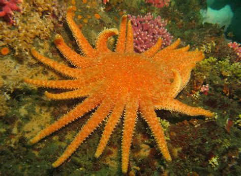 endangered status   save giant sea stars orange county