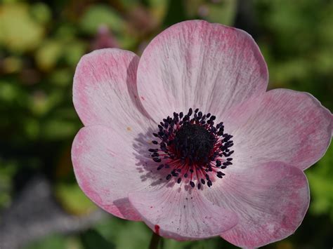 close   years anemone flowers