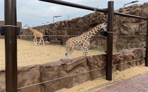 giraffes  enclosure  complete  club westside