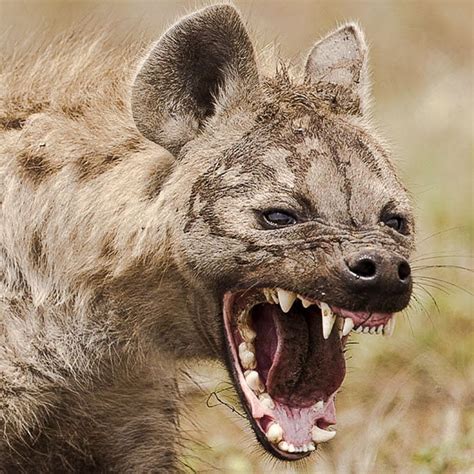 hyenas eat humans freethinking animal advocate