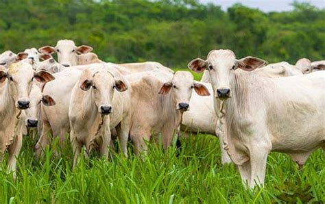 challenge  brazil beef market plenty  cattle domestic demand flat  china bargaining