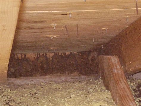 bats   attic georgia pest  wildlife specialists llc