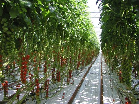 tomatoes  greenhouse growing allotment gardens