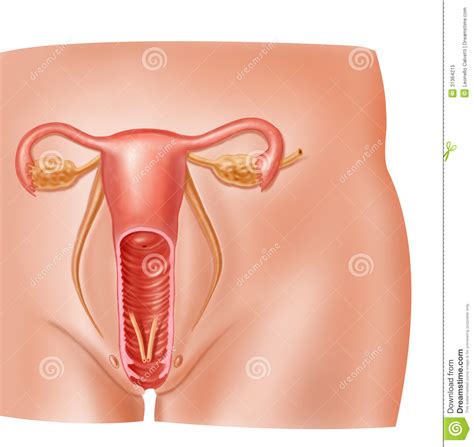 Anatomy Female Reproductive System Cross Section Royalty Free Stock