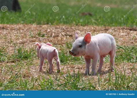 small  smaller stock photo image  pink farmer piglets