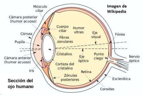 anatomia ocular segmento anterior  posterior admiravision