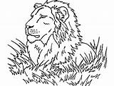 Lion Lions Coloriages Licorne Herbes Hautes sketch template