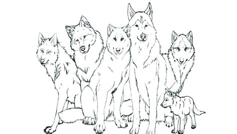 realistic wolf drawing wolf coloring pages jake film analysis