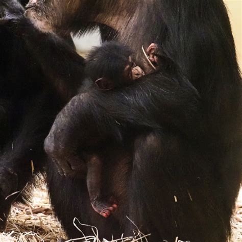 zeldzame chimpansee geboren  beekse bergen rtl nieuws