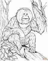 Orangutan Coloring Pages Ape Sits Branch Printable Drawing Orangutans Supercoloring Print Color Apes Kids Online Animal Monkey Designlooter Choose Board sketch template