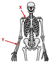 blank skeletal system diagram clipart