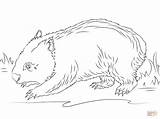 Wombat Coloring Pages Cute Drawing Printable Template Color Drawings Mahi Version Click Designlooter Getdrawings Ipad Tablets Compatible Android Online Categories sketch template