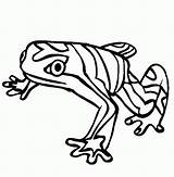 Frog Rainforest sketch template