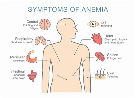 anemia solving an all too common mystery biodesign wellness center