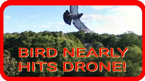 bird  hits drone  parrots view bebop drone footage fpv video