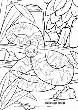Schlange Ausmalbilder Ausmalbild Malvorlage Klapperschlange Schlangen Ausdrucken Kaa Kinderbilder Malvorlagen Giftschlange Verwandt Seite sketch template
