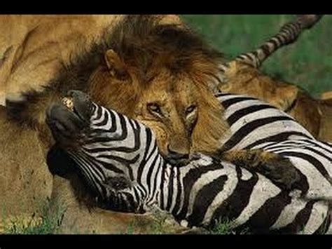 lion  zebra real fight attack compilations youtube