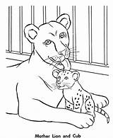 Coloring Lion Pages Baby Zoo Cub Animal Popular Her sketch template
