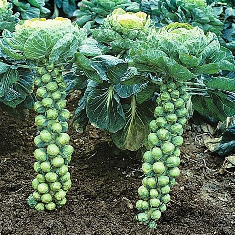 grow brussels sprouts plant instructions
