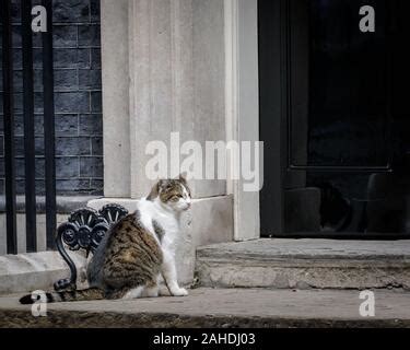 larry  cat   downing street     current chief mouser   cabinet