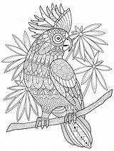 Coloring Pages Zentangle Cockatoo Animal Parrot Henna Mandala Vector Adults Book Adult Printable Illustration Getcolorings Colouring Bird Pen Choose Board sketch template