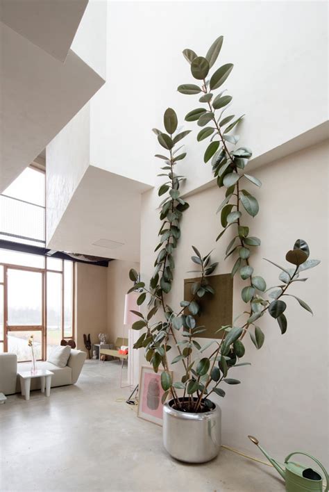 large indoor trees    bold statement apartment therapy
