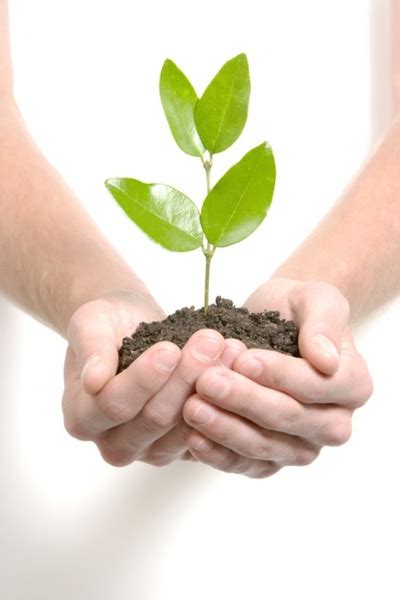 care  plant hd picture   stock   image format jpg size  format