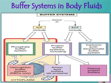buffer system